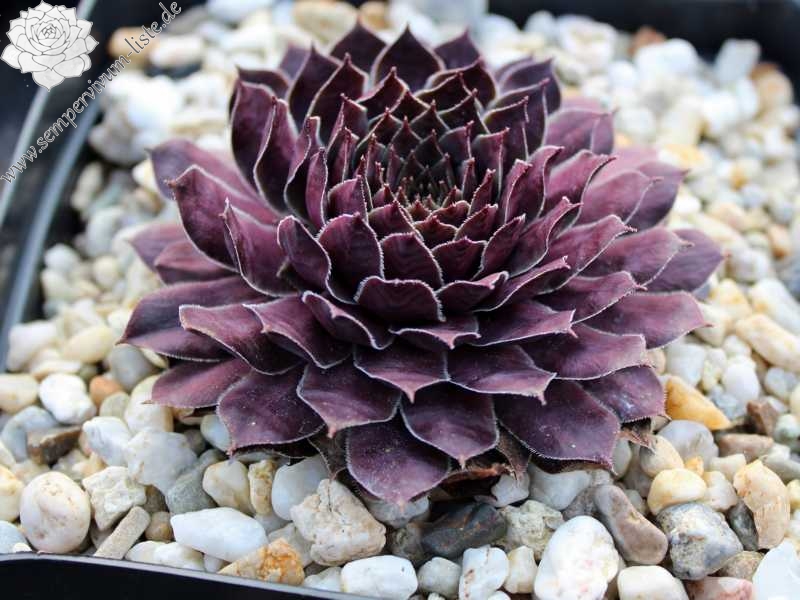 Purple Dazzler | Sempervivum-Liste
